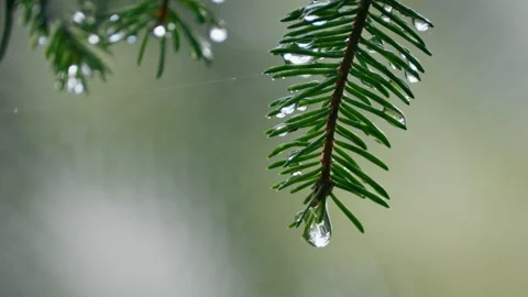 Raindrop dripping from a spruce needle as rain falls in a dense mountain forest Stock Footage 297741195