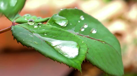 Raindrop dropping off from a leaf - 4K Stock Footage 40367456