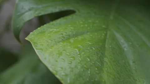 Raindrop Dropping on the Leaves HLG Slow Motion Stock Footage 246851243
