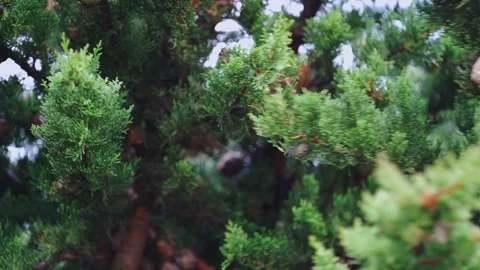 Raindrop Falling from Swaying Cypress Branches After the Rain 스톡 동영상 295971475