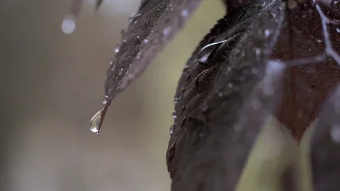 A raindrop falls from a leaf Stock Footage 77446323