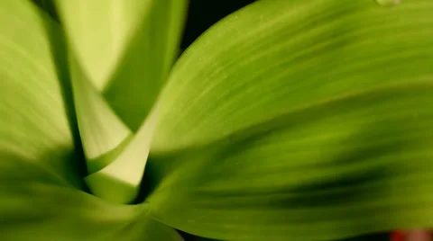 Raindrop Stock Footage 936056