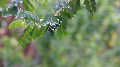 Raindrop Stock Footage 112605557