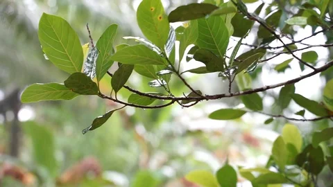 Raindrop Stock Footage 112605686