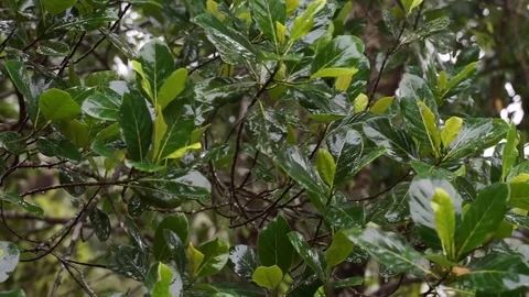 Raindrop Stock Footage 112605776