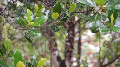 Raindrop Stock Footage 112605879