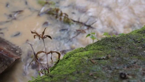 Raindrop Stock Footage 112606085