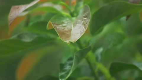 Raindrop 動画素材 237806779