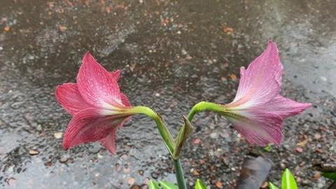 Raindrop. Video stock 250052627