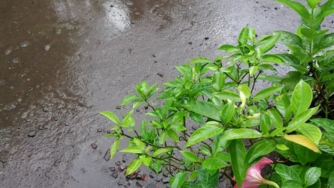 Raindrop. Stock Footage 250058645