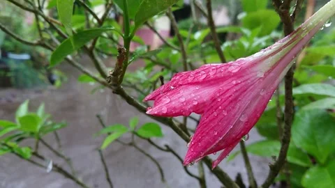 Raindrop. Stock Footage 250058672