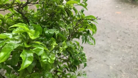 Raindrop. Stock Footage 286867954