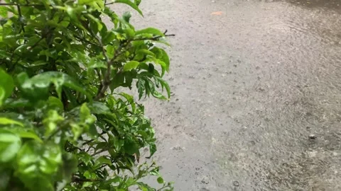 Raindrop. Stock Footage 286867989