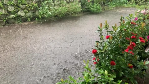 Raindrop. Stock Footage 286868015