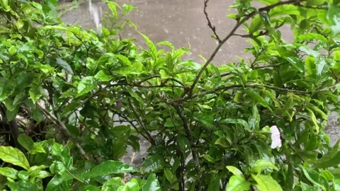 Raindrop. Stock Footage 286868109