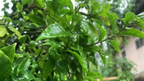 Raindrop. Stock Footage 286868121