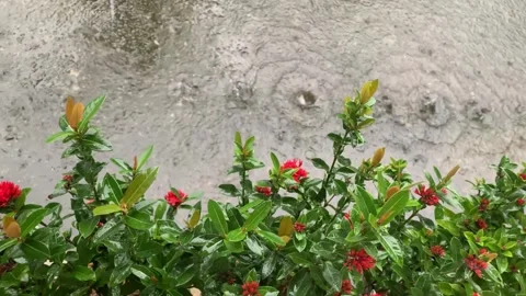 Raindrop. Stock Footage 286874931