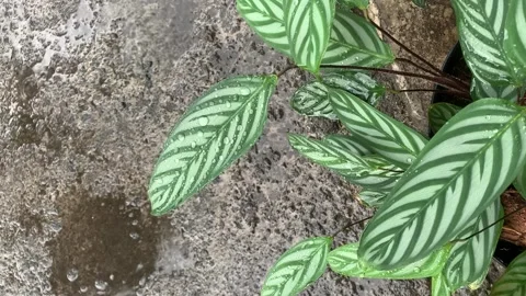 Raindrop. Video stock 286920239