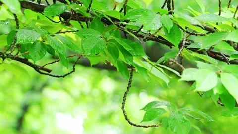 Raindrop on Fresh Green Leaf Tip | Bright Bokeh Nature Background Stock Footage 330059754