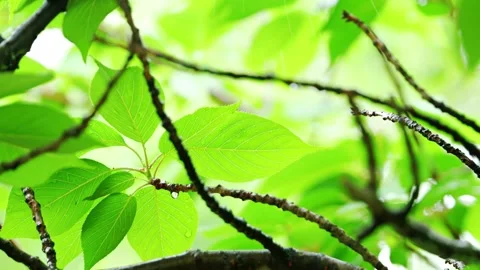 Raindrop on Fresh Green Leaf Tip | Bright Bokeh Nature Background Stock Footage 330059907