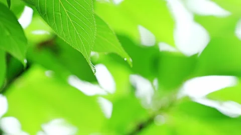 Raindrop on Fresh Green Leaf Tip | Bright Bokeh Nature Background Stock Footage 330059959