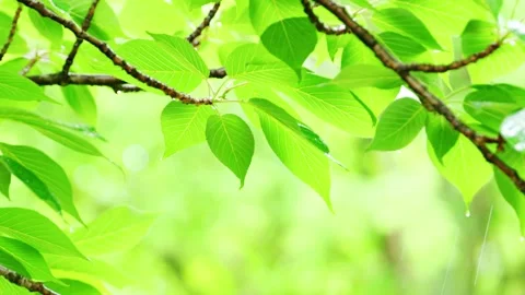 Raindrop on Fresh Green Leaf Tip | Bright Bokeh Nature Background Stock Footage 330106488