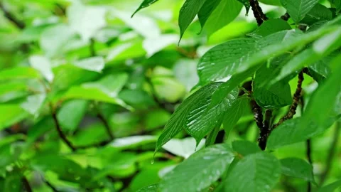 Raindrop on Fresh Green Leaf Tip | Bright Bokeh Nature Background Stock Footage 330106596