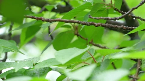 Raindrop on Fresh Green Leaf Tip | Bright Bokeh Nature Background Stock Footage 330113109