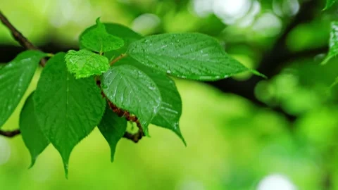 Raindrop on Fresh Green Leaf Tip | Bright Bokeh Nature Background Stock Footage 330113187