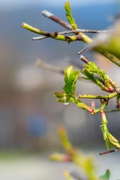 Raindrop on a fresh shoot of a bush rose Foto stock