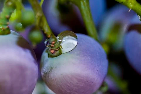 Raindrop on grapes Stock Photos