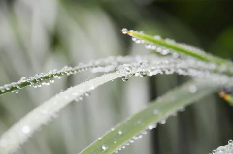 Raindrop on grass Foto stock