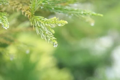 Raindrop at the grass Stock Photos