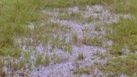Raindrop on green grass and puddle. Stock Footage 278299752