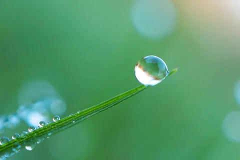 Raindrop on the green grass leaf Stock Photos