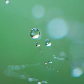 Raindrop on the green grass leaf Stock Photos
