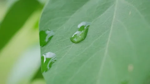 Raindrop on Green Leaf Macro Nature Video Video stock 336980097