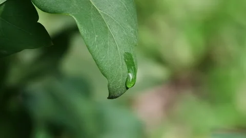 Raindrop on Green Leaf Macro Nature Video Vidéo 345351730