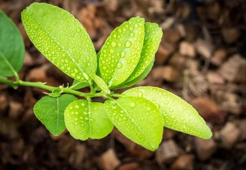 Raindrop on green leaf Foto stock