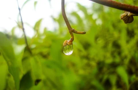 Raindrop hanging on branch Stock Photos