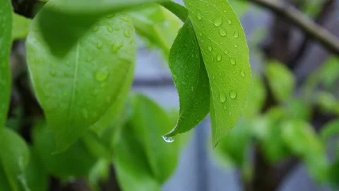 A raindrop is hanging on a green leaf of a tree. Stock Footage 130659055