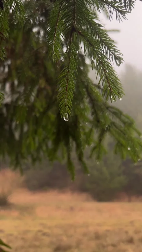 Raindrop hanging on spruce tree branch swaying gently in slow motion Stock Footage 330762209