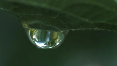 A raindrop hangs and sways on the green foliage of a plant, macro Stock Footage 331667796