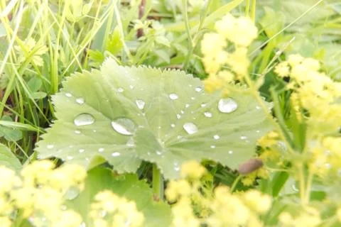 Raindrop isolated on green leaf Stock Photos