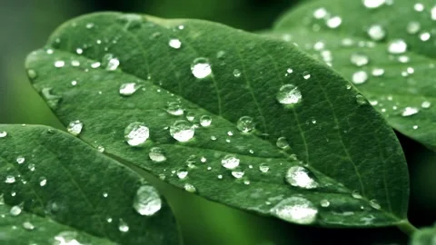 Raindrop leaf close-up Видео 259121419