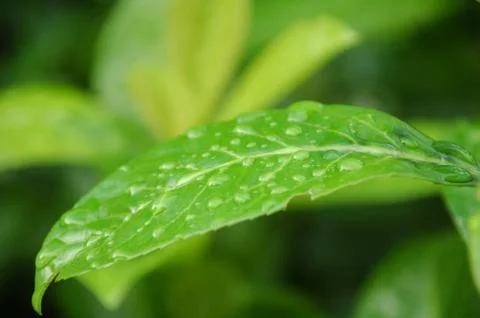 Raindrop Leaf Stock Photos