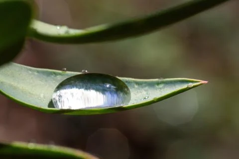 Raindrop on  a leaf 스톡 사진