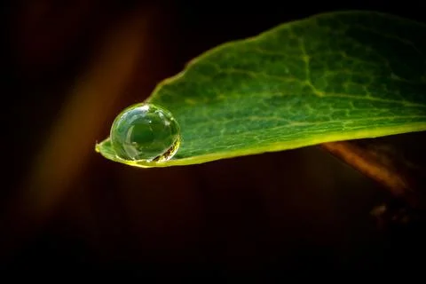 A raindrop on a leaf Stock Photos