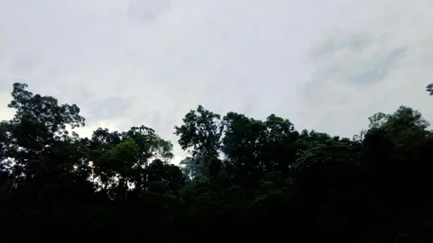 Raindrop on leaf tree, Light Rain Falling On Tree Leaves Stockbeeldmateriaal 308154671