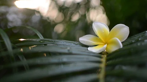 Raindrop on leaves 库存影片 108072385